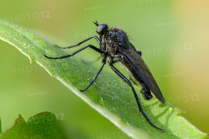 Empididae spec, dance fly spec, balloon flies, dagger flies, diptera, insects, two-winged birds