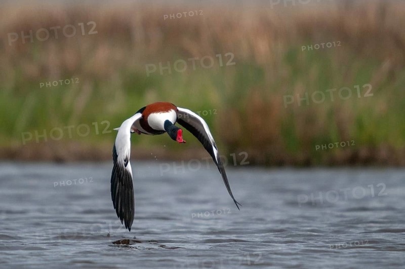 Brandgoose, Shelduck, Tadorna Tadorna, Anatidae, Birds, Duckbirds, Goose, Geese, Birds, Waterbirds