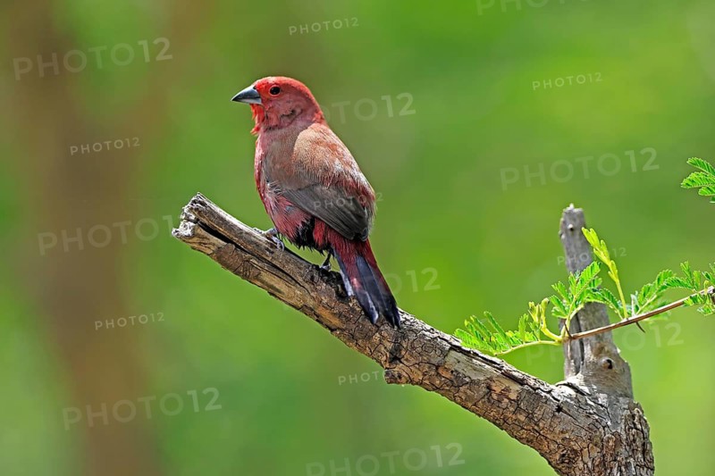 Dark Amaranth (Lagonosticta rubricata), African firefinch, Dark Red Astrid, adult, male, alert, on the lookout, Kruger National Park, South Africa