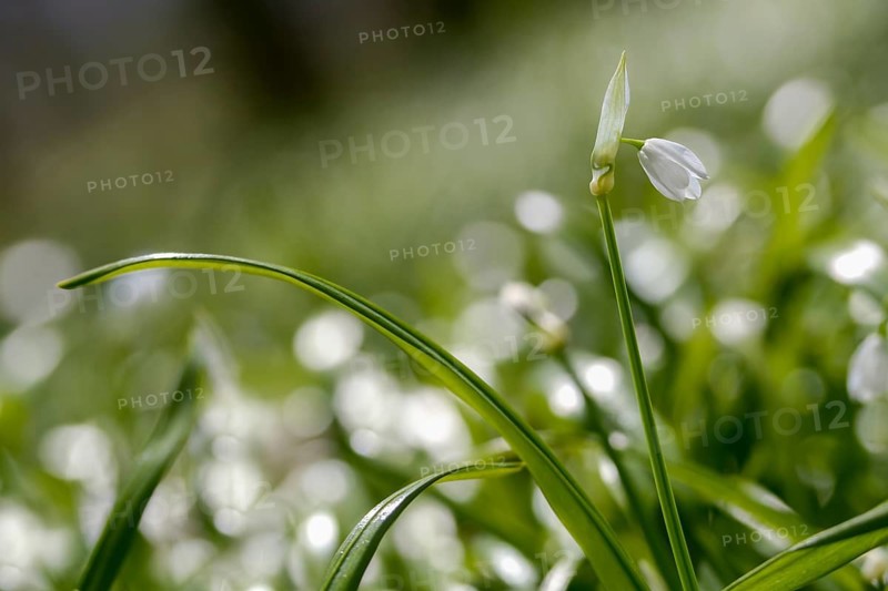 Alliaceae, Allium paradoxum, Berlin leek, leek family, neophyte, strange leek, miracle garlic, few-flowered garlic, few-flowered leek, flora, invasive species, plants, plants