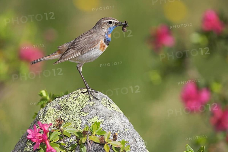 Animals, birds, Red-spotted bluethroat (Luscinia svecia), prey in its beak, Burgenland, Austria