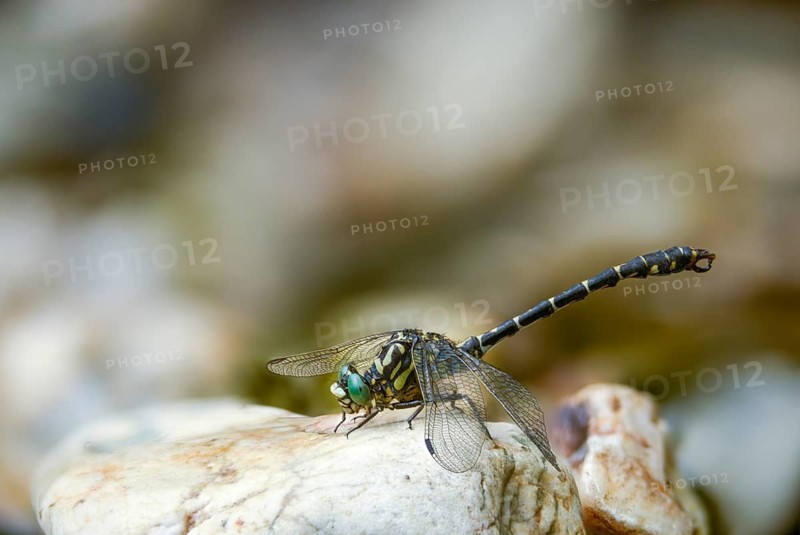 Rivermaids, gomphidae, green-eyed hooktail, small pincer dragonfly, onychogomphus forcipatus, small pincertail, pincer dragonfly, anisoptera, dragonflies, insects, dragonflies, odonata