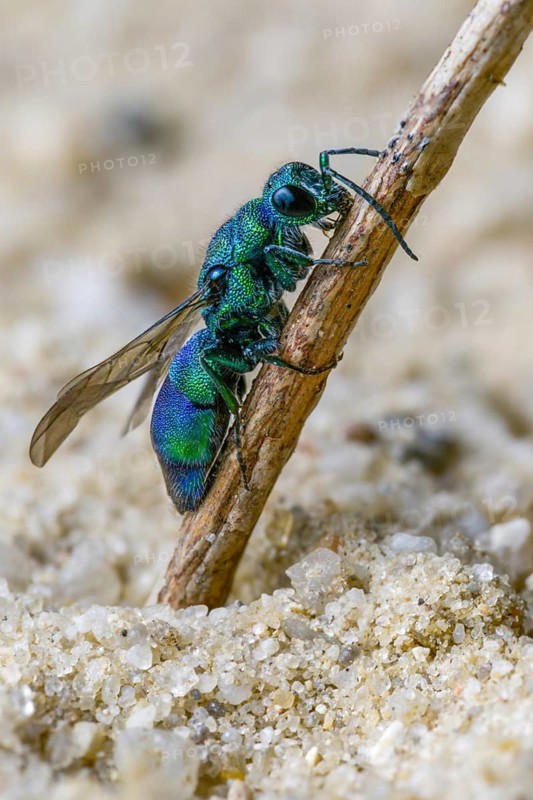 Blue golden wasp, cyan jewel wasp, golden wasp, hymenoptera, trichrysis cyanea, high size, portrait format, insects, insects