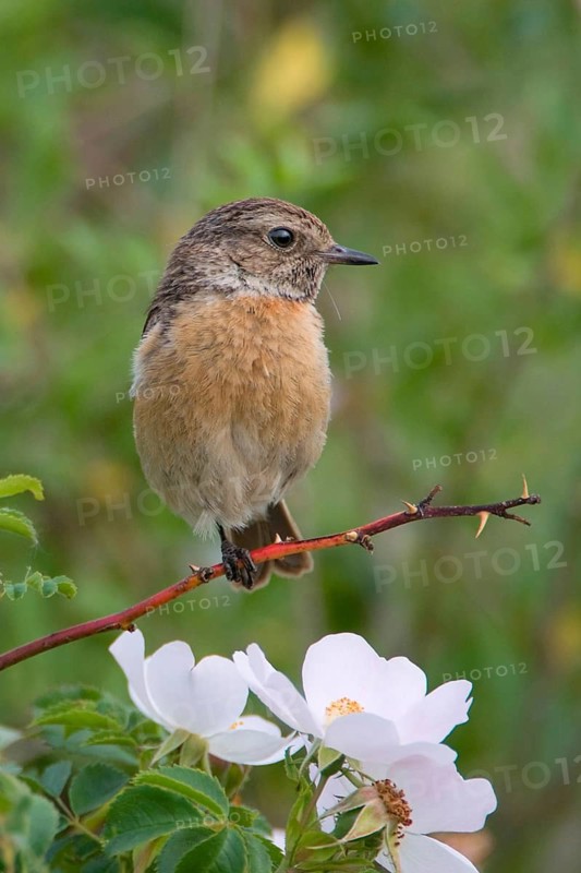 Animal Animals Bird Birds (Saxicola torquata) Stonechat Female perched on a branch of a dog rose Lake Neusiedl Burgenland Austria, Lake Neusiedl, Seewinkel, Burgenland