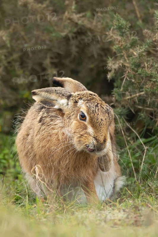 European brown hare (Lepus europaeus) adult animal in grassland, England, United Kingdom