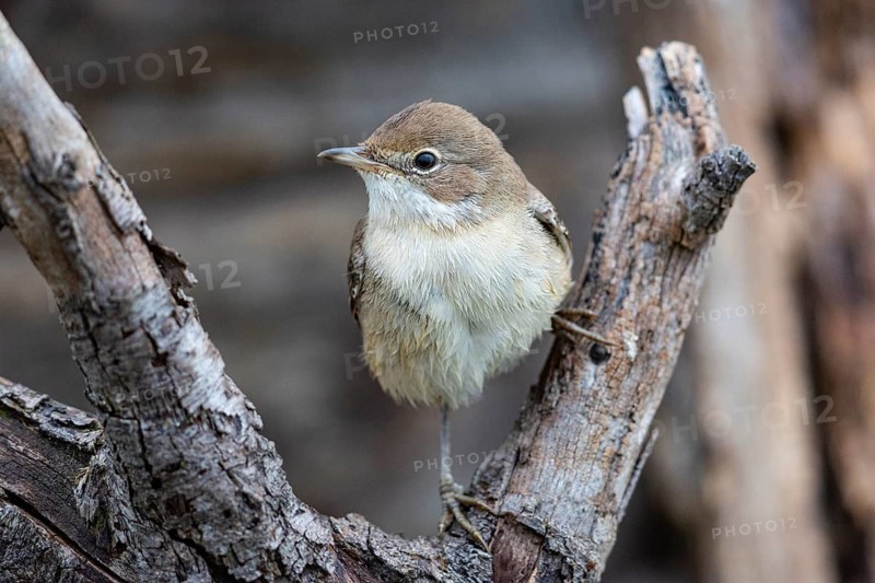 Common Whitethroat (Sylvia communis) Germany