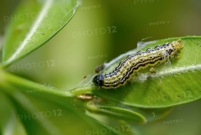 Box tree moth, boxwood moth, boxwood moth, cydalima perspectalis, moth, inchworm, insects, moths, caterpillars, butterflies