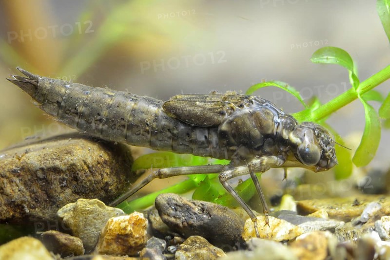 Aeshna cyanea, blue-green mosaic maiden, southern hawker, anisoptera, dragonflies, insects, larva, larva, dragonflies, odonata