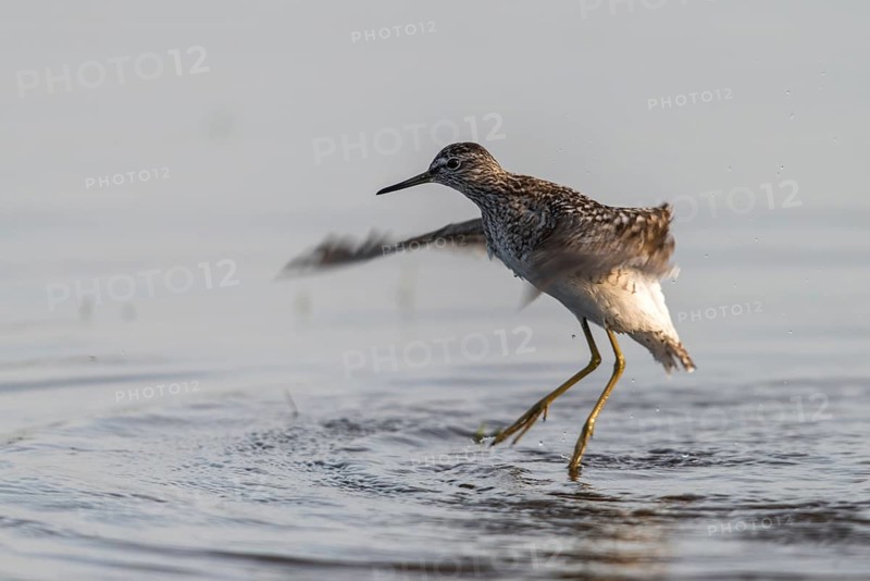 Bruchwassersträder, tringa glareola, wood sandpiper, birds, charadriiformes, flying, flight, limikolen, snipe birds, scolopacidae, birds, waders, waders