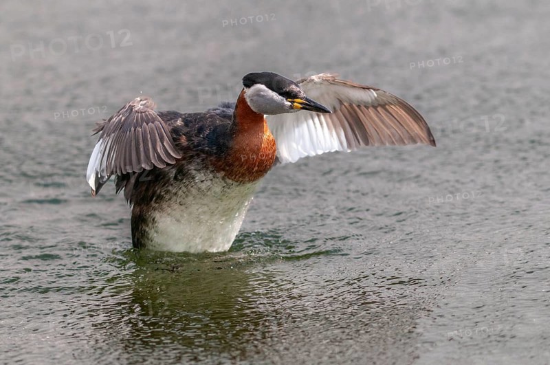 Podiceps grisegena, red-necked grebe, red-necked grebe, birds, grebe, podicipedidae, divers, birds, waterbirds, waterbirds