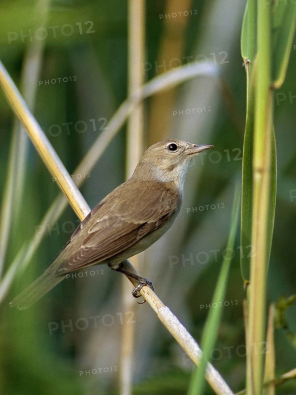 Garden Warbler, Garden Warbler, Sylvia Borin, Birds, High Size, Portrait, Passeri, Songbirds, Birds