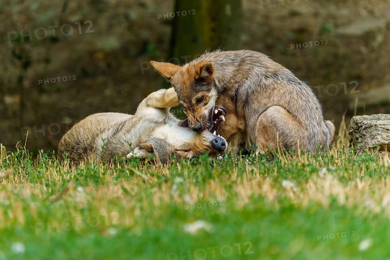 Timberwolf, wolf, American wolf (Canis lupus lycaon), Germany, two wolves playfully wrestling on the grass in a natural setting
