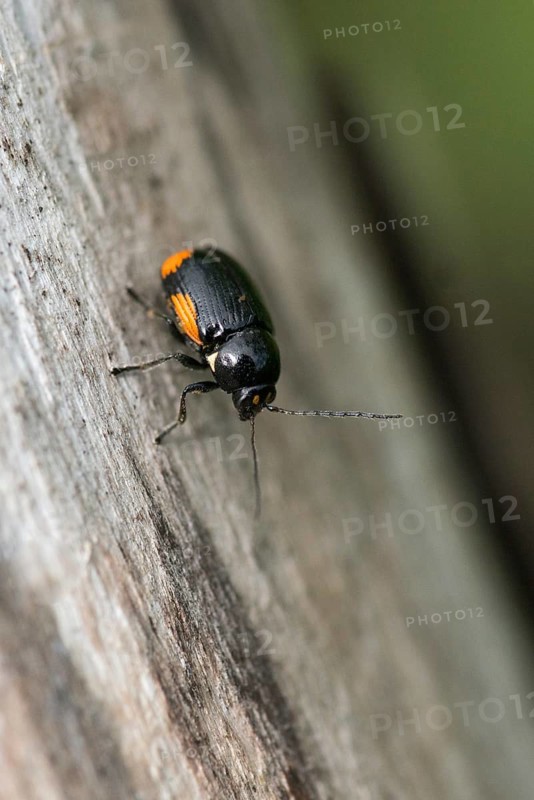 Leaf beetle, chrysomelidae, cryptocephalinae, cryptocephalus moraei, drop beetle, yellow-black leaf beetle, St. John's wort drop beetle, transverse-striped pot beetle, beetle, coleoptera, high size, portrait format, insects, beetles