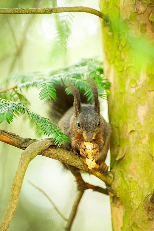 Red squirrel (Sciurus vulgaris) in a forest, Bavaria, Gernany
