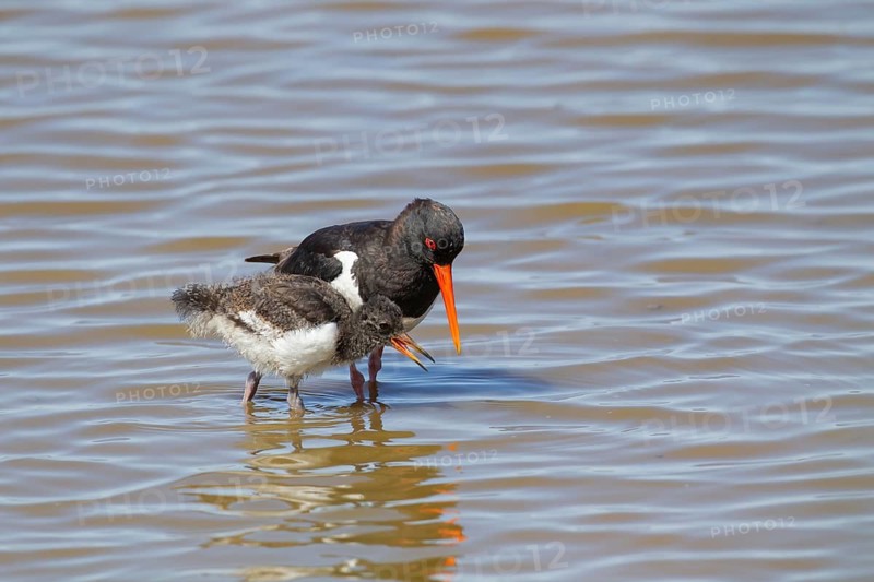 Eurasian oystercatcher (Haematopus ostralegus) adult and juvenile baby wading birds in a shallow lagoon in summer, RSPB Minsmere nature reserve, Suffolk, England, United Kingdom