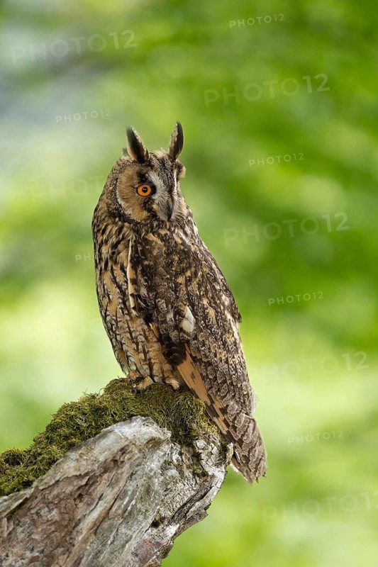 Owl on a mossy branch in the forest, watching intently, long-eared owl (Asio otus), adult, perched, observing, in spring, alert, Bohemian Forest, Czech Republic