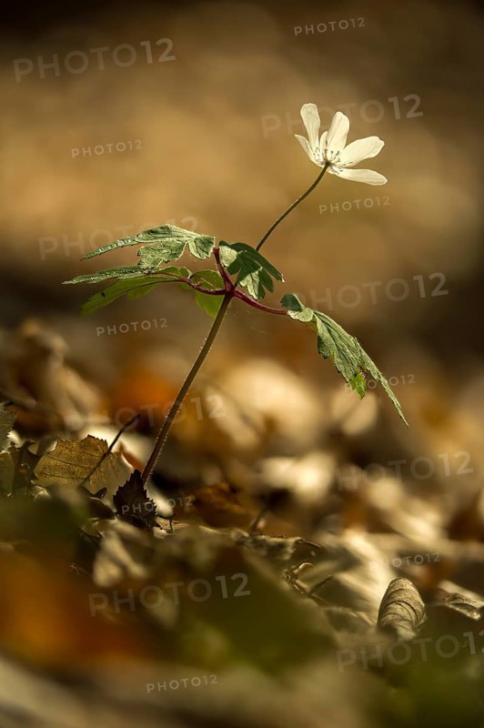 Anemone nemorosa, wood anemone, buttercup, ranunculaceae, flora, spring, high size, portrait, plants, spring, thimbleweed, windflower, wood anemone, wood anemone