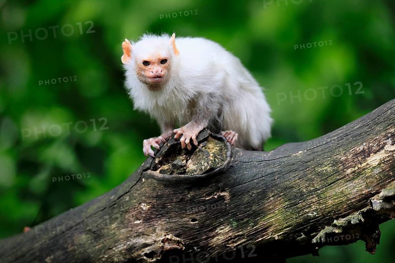 Silver marmoset (Mico argentatus, syn.: Callithrix argentata), silver marmoset, adult, sitting on a tree trunk, alert, South America