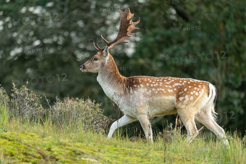 Fallow deer (dama dama), male, deer, Zandvoort, North Holland, Netherlands