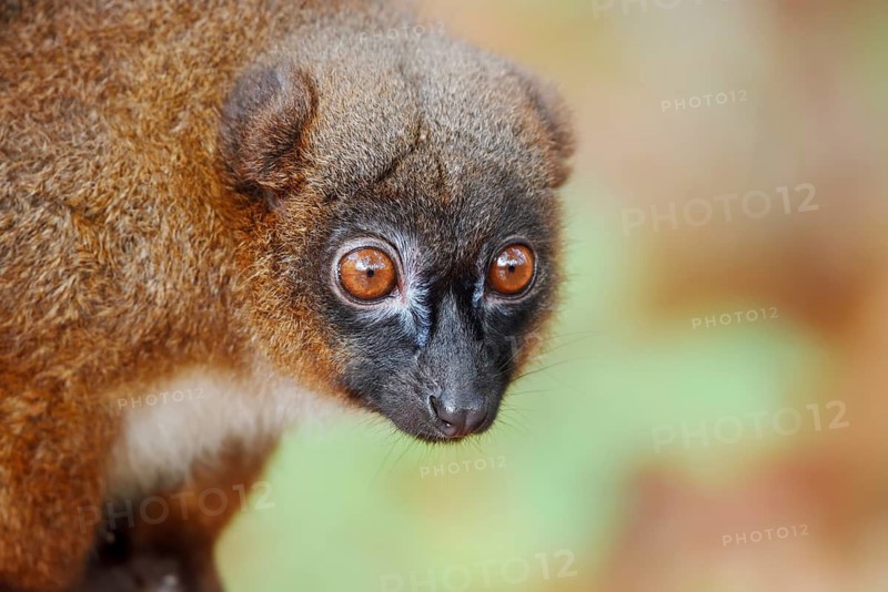 Red-bellied lemur (Eulemur rubriventer), female, portrait, in captivity, found in Madagascar