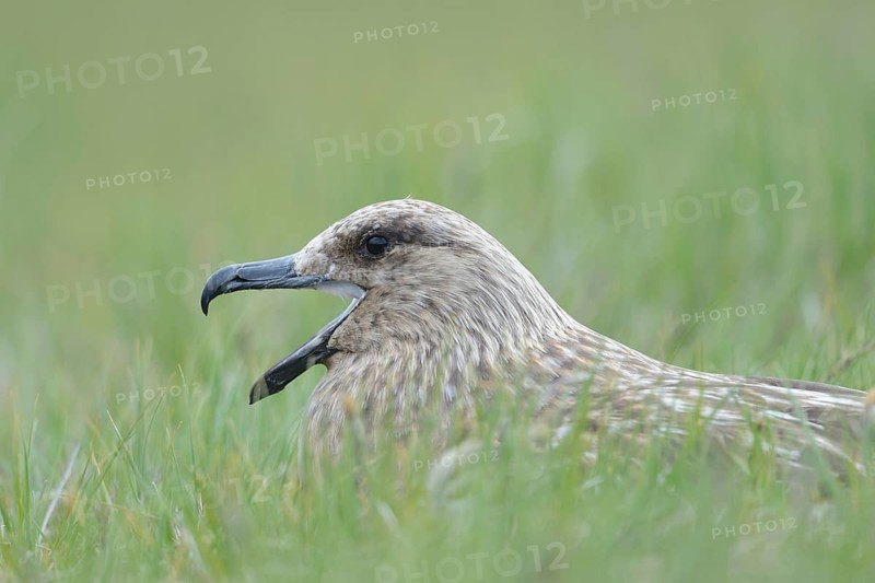 Breeding skua (Stercorarius skua) . Iceland