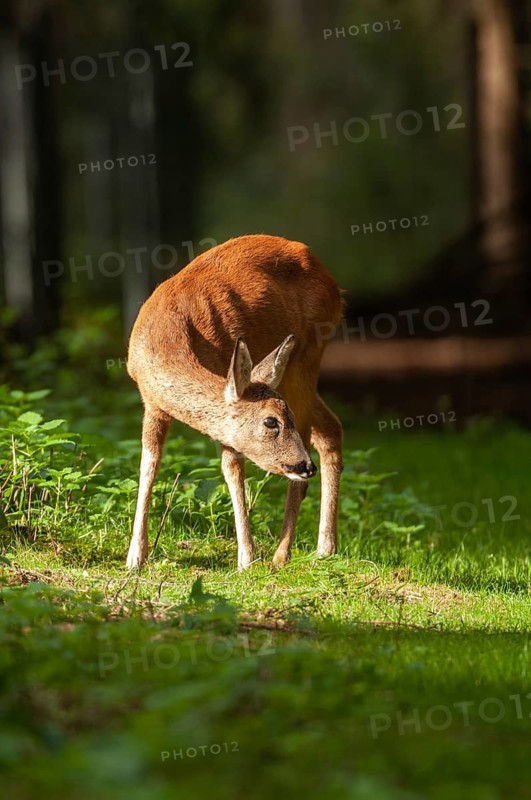 Artiodactyla, Capreolus capreolus, even-toed ungulate, cloven-hoofed, roe deer, high size, portrait format, mammals, mammals