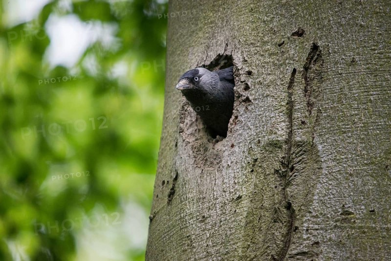 Corvus monedula, jackdaw, tree-breeding jackdaws, tree breeders, birds, corvidae family of birds, passeri, corvids, songbirds, birds