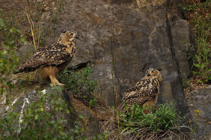 Eurasian Eagle-owl, Bubo bubo, Two young birds sitting on a rocky outcrop in a quarry in Sauerland in the evening sun, 16.07.2009