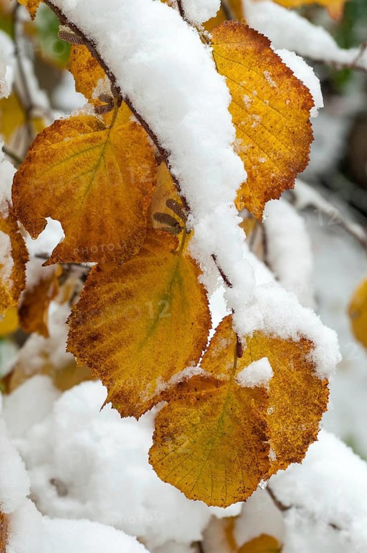 Autumn, detail, autumn, autumn leaves, high size, portrait format, snow, snow