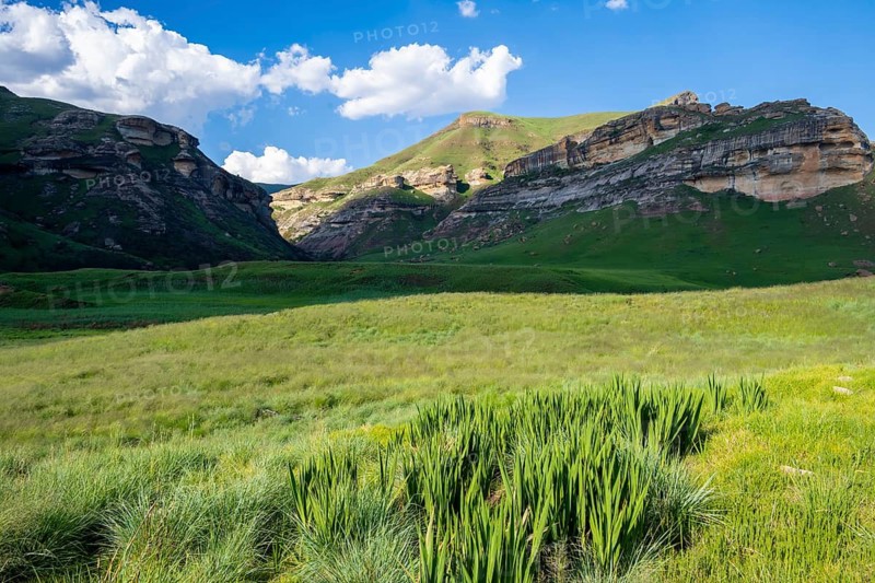 Grassland with sandstone cliffs and cliffs, landscape in Golden Gate Highlands National Park, Free State, South Africa