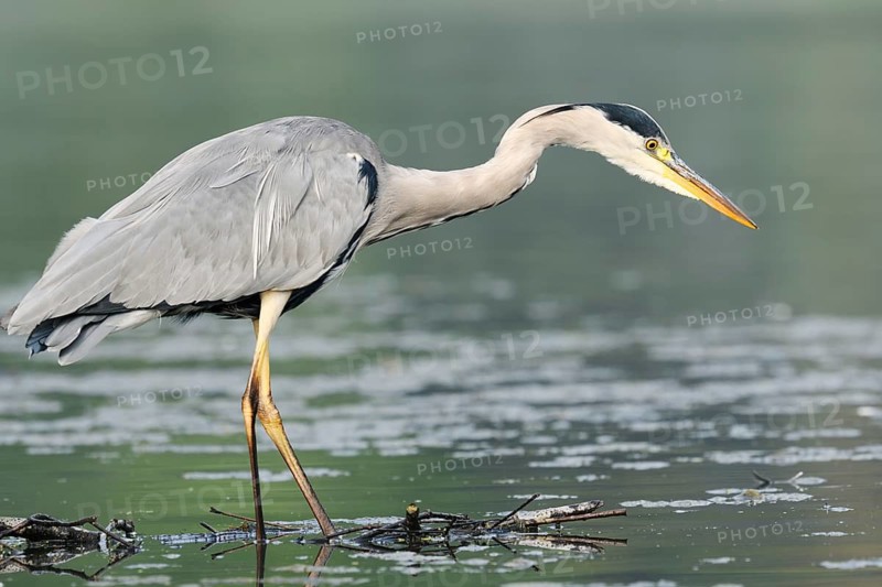 A grey heron (Ardea cinerea) standing in the water, North Rhine-Westphalia, Germany