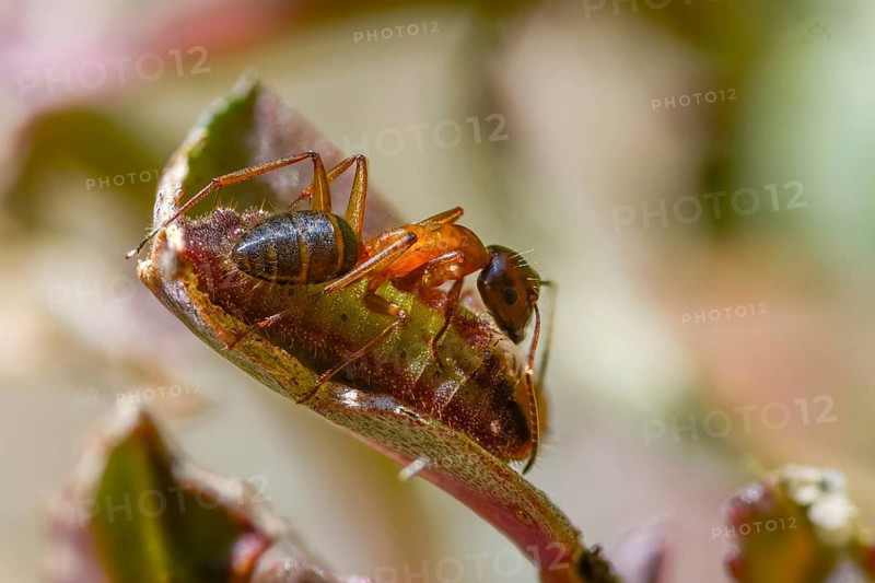 Ants, ant, brown-black wood ant, brown-black horse ant, Camponotus ligniperdus, chequered blue, ftyhen blue, formicidae, hymenoptera, large carpenter ant, rose ant, scolitantides orion, butterfly, inchworm, insects, caterpillar, butterflies, butterflies, butterflies