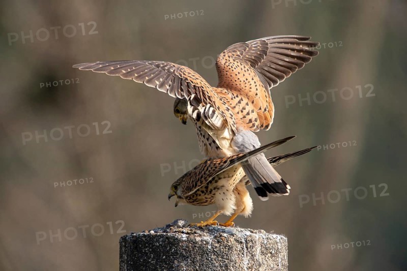 Falco tinnunculus, Common Kestrel, kestrel, birds, falcon, falconiformes, falcons, birds of prey, hawk, copula, mating, raptors, birds
