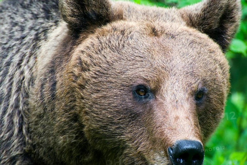 Close-up of a brown bear with an alert expression in the forest, European brown bear (Ursus arctos arctos), Transylvania, Carpathians, Romania