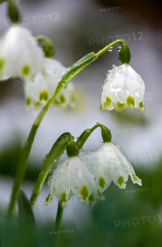 Amaryllidaceae, spring knot flower, leucojum vernum, fairy tale cup, daffodil, flora, high size, portrait format, plants, spring snowflake
