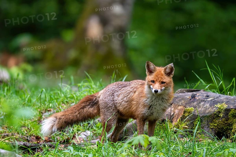 Red fox (Vulpes vulpes) in the forest, Notranjska region, Slovenia