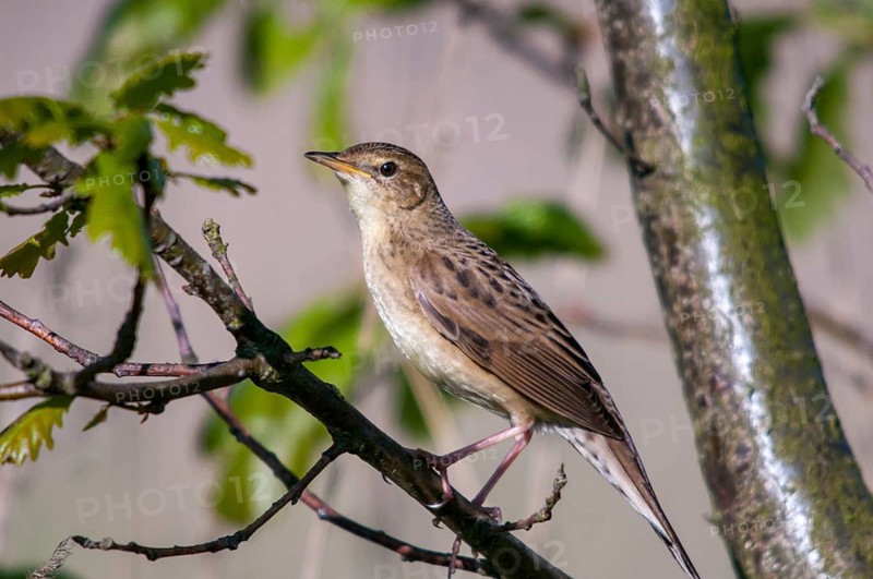 Brandenburg, Common Grasshopper Warbler, Germany, Grasshopper Warbler, Locustella Naevia, Nabu, national natural heritage, natural paradise Grünhaus, post-mining landscape, birds, song, green house, passeri, singing, songbirds, birds