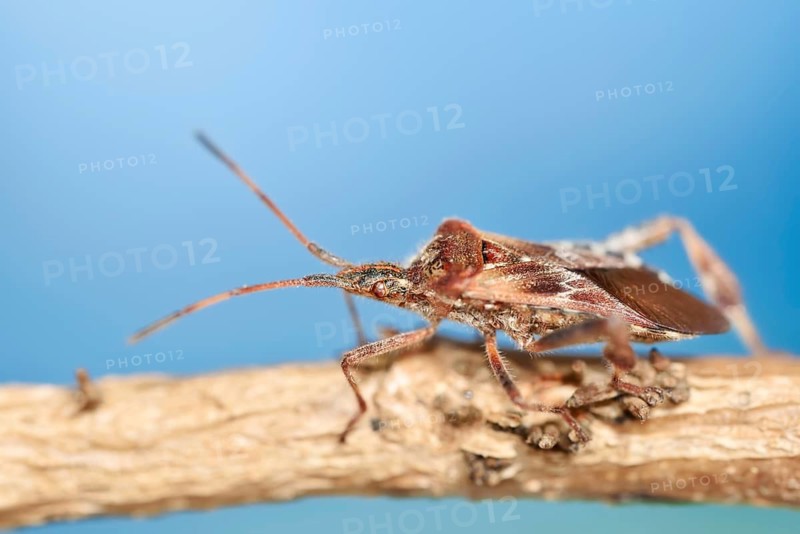 Western conifer seed bug (Leptoglossus occidentalis), North Rhine-Westphalia, Germany