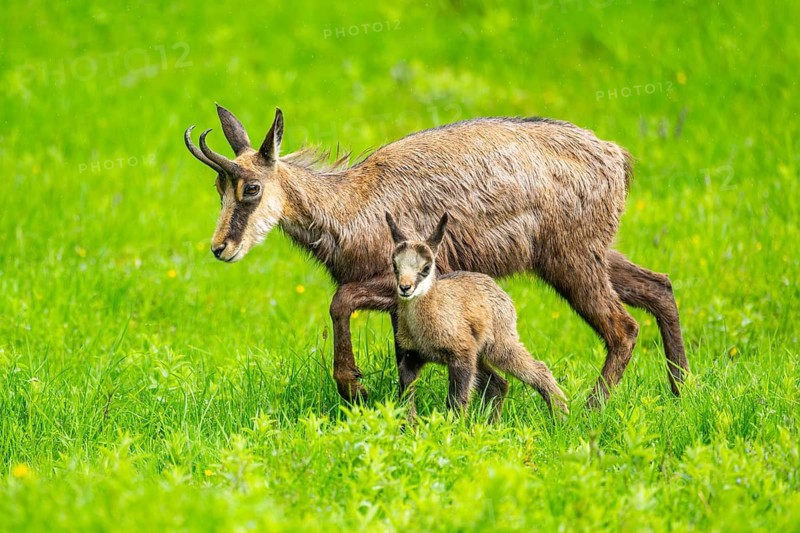 Chamois (Rupicapra rupicapra) Mother (doe) with her youngster (fawn) on a meadow, Austria