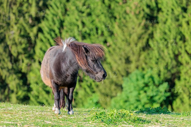 A Falabella horse stands at the edge of a forest in a green pasture on a sunny morning. The Falabella (Equus ferus caballus) is the smallest horse in the world. Austria