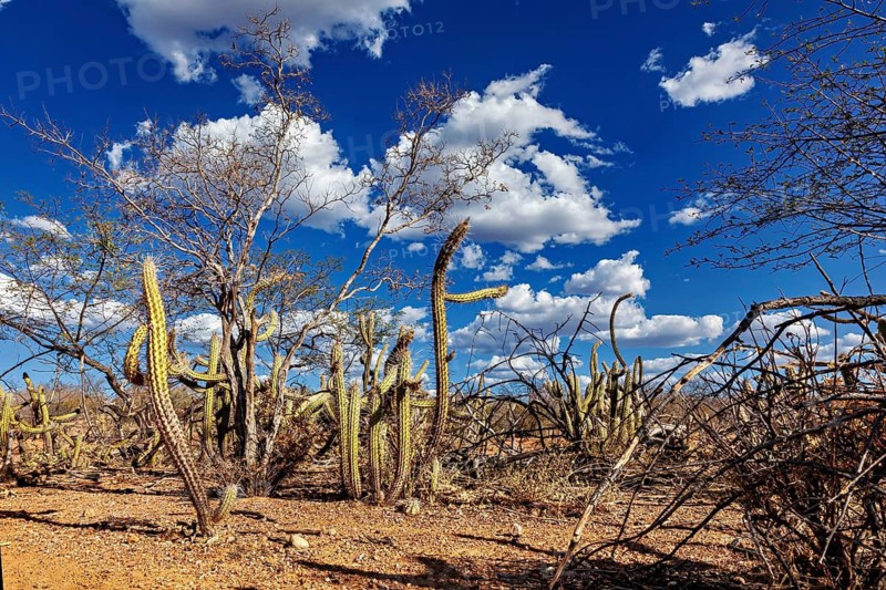 Tall cacti in a dry environment with blue skies and occasional clouds, the thornshrub savanna in the Caatinga countryside in the federal states of Pernambuco and Bahia in Brazil