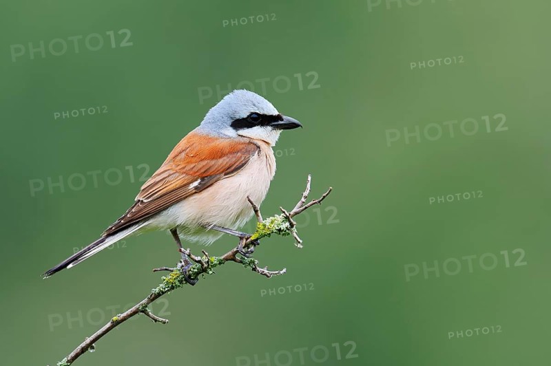 Red-backed shrike (Lanius collurio), male sitting on a branch, North Rhine-Westphalia, Germany