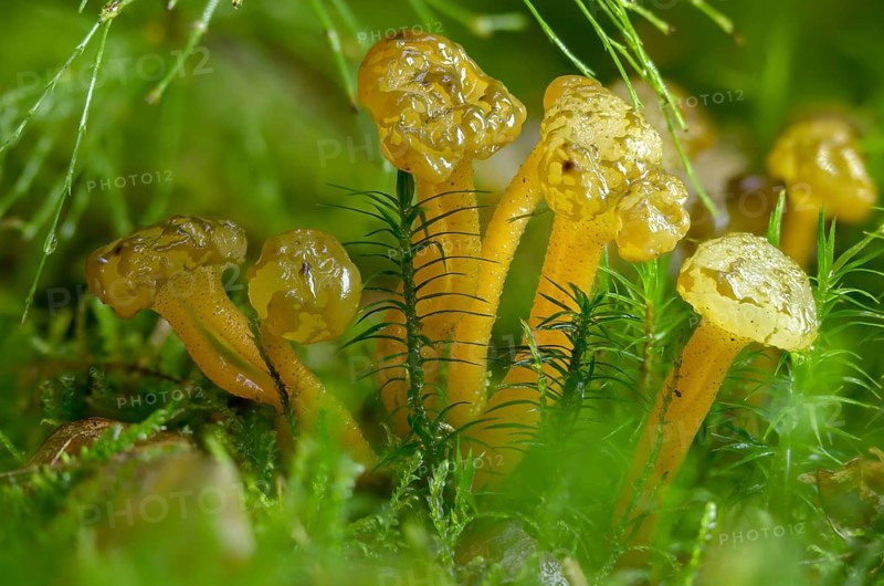 Gallat cap, gelatinous cap, common gelatinous cap, green yellow gelatinous cap, leotia gelatinosa, leotia lubrica, slippery cap mushroom, fungus, jelly baby, mushrooms