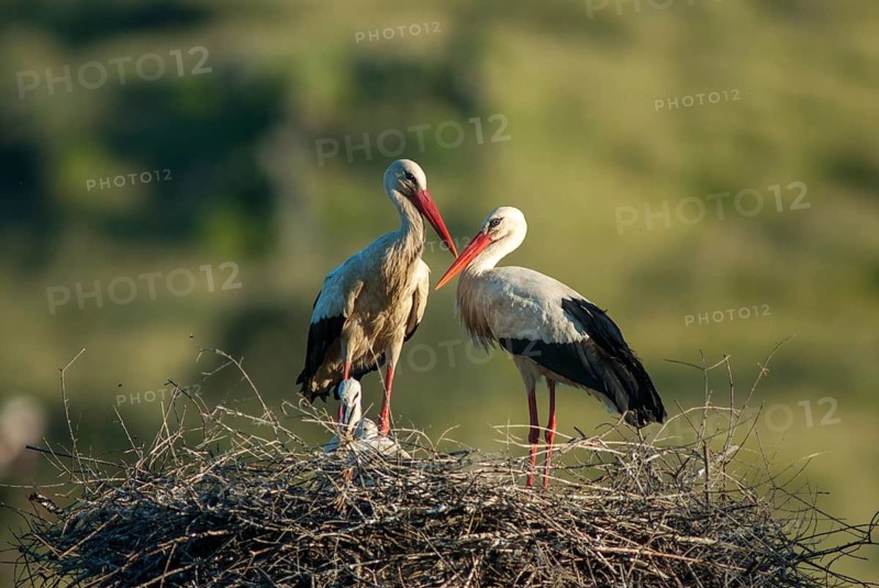 Ciconia ciconia, white stork, birds, ciconiiformes, extremadura, nest, walking birds, Spain, wading birds, stork, stork, stork, storks, birds