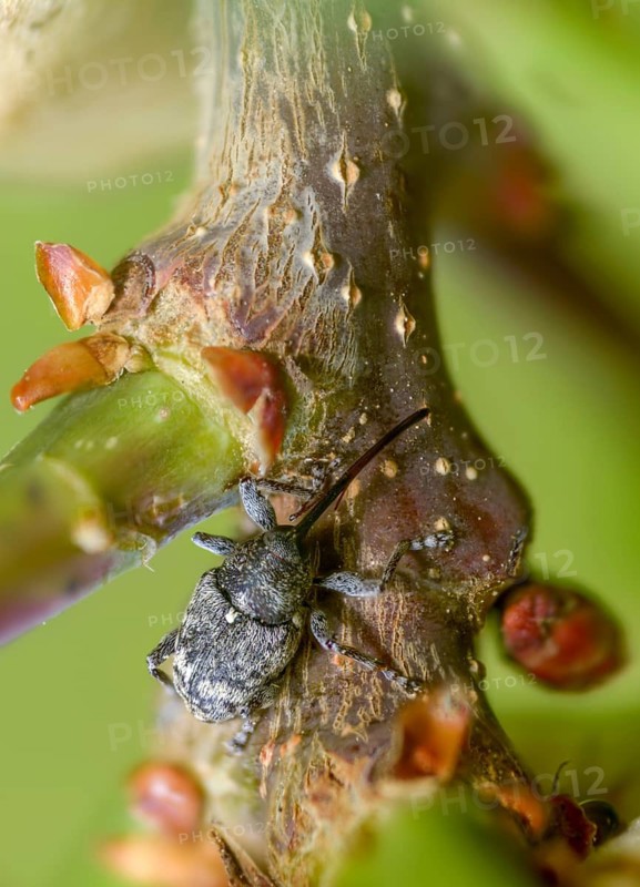 Curculio villosus, oak gall weevil, beetle, coleoptera, high size, vertical format, insects, beetles