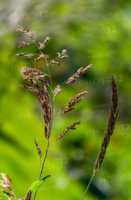 Holcus lanatus, honeygrass, meadow soft grass, velvet grass, wooly honeygrass, Yorkshire fog, flora, high size, portrait format, plants, plants