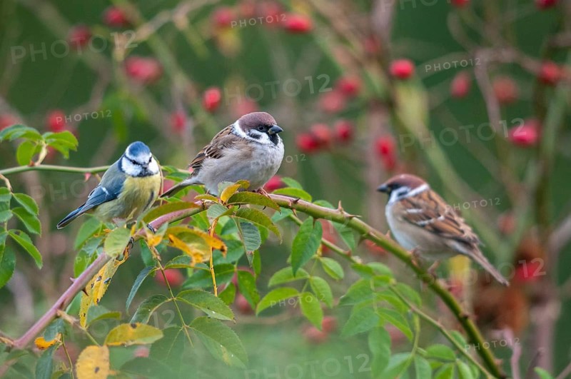 Blue tit, tree sparrow, dog rose, parus caeruleus, passer montanus, pink canina, rosaceae, rose plants, sparrow, tree sparrow, autumn, birds, dog rose, flora, hedge, autumn, tits, passeri, plants, songbirds, sparrow, sparrow, sparrow, sparrow, sparrow, sparrow, tits, birds