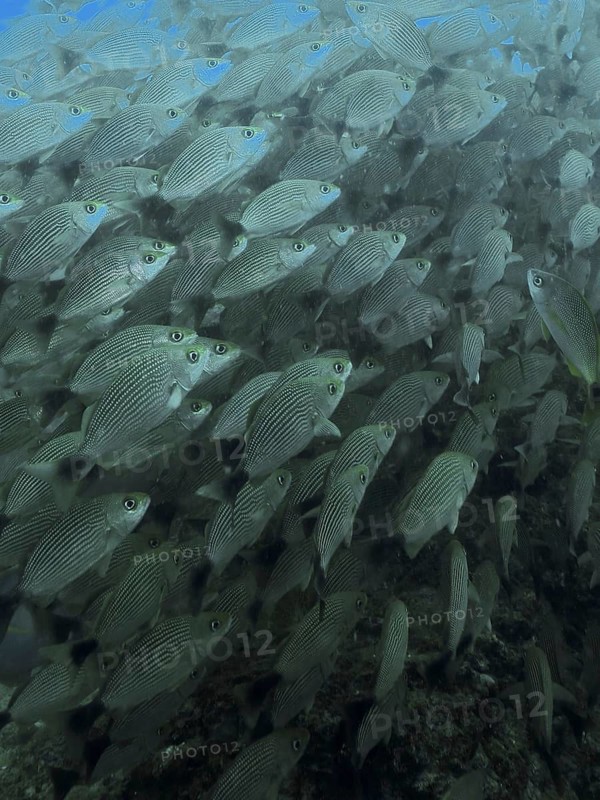 A dense school of black-spotted grunts (Haemulon maculicauda) swims in the bluish ocean waters at the Cano Island dive site, Uvita, Costa Rica, Pacific Ocean, Central America