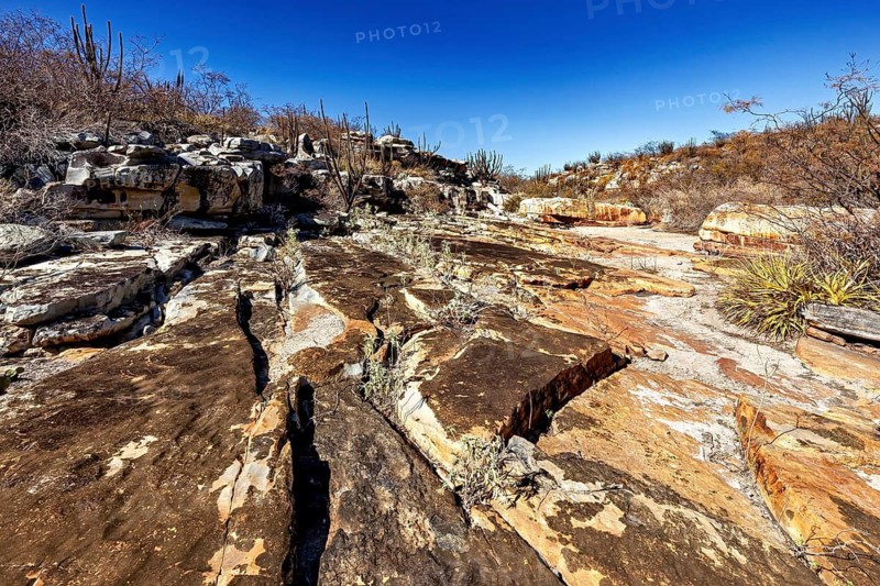 Rocky desert landscape with cacti and clear blue sky, rough and dry, The thornshrub savanna in the Caatinga landscape in the federal states of Pernambuco and Bahia in Brazil