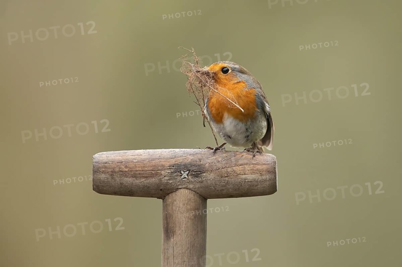 European robin (Erithacus rubecula) adult garden bird on a fork handle with nest material in its beak in spring, England, United Kingdom